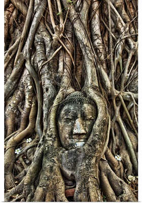 Buddha head inside of a Bodhi tree near Wat Mahathat, Thailand