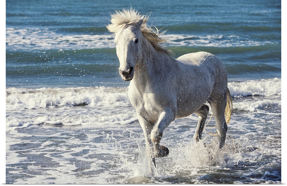 Camargue Horse running on the beach, South of France, France