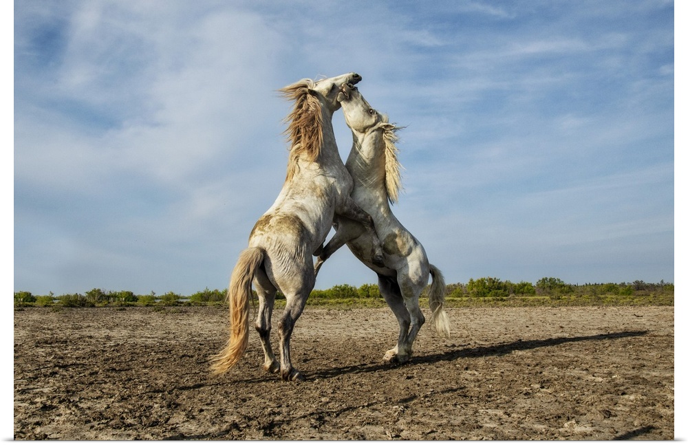Rearing white Camargue stallions in the south of France.