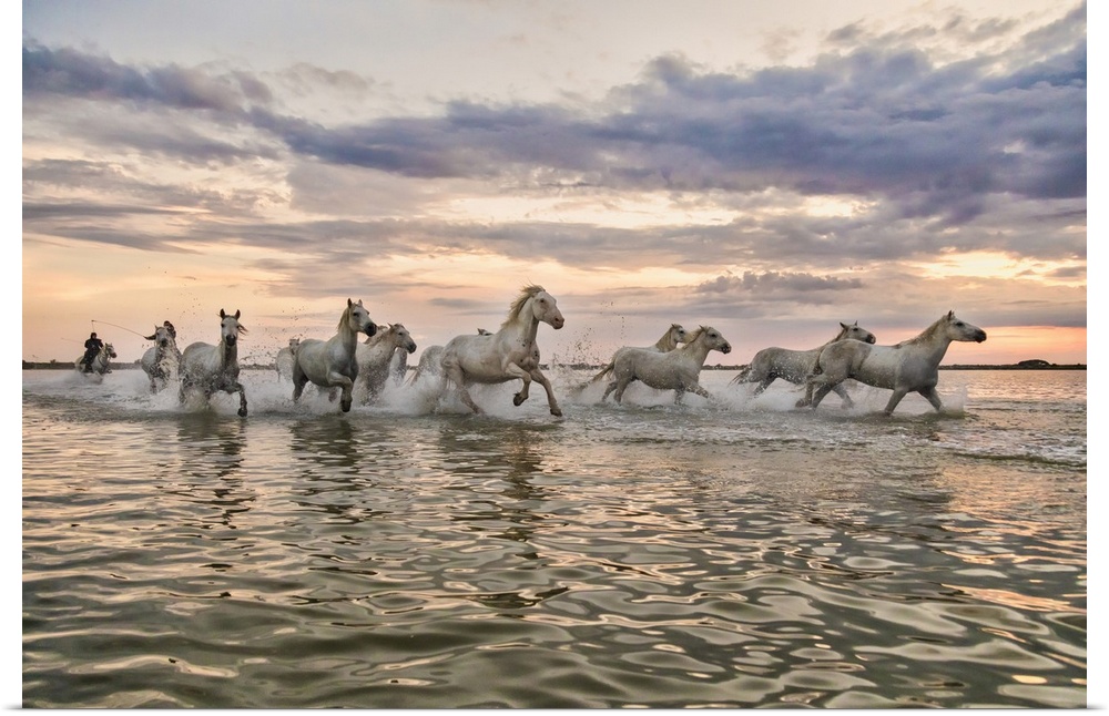 The white horses of the Camargue running on the beach in the south of France.
