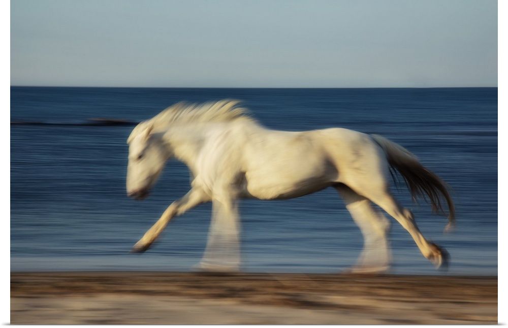 The white horses of the Camargue in the south of France.