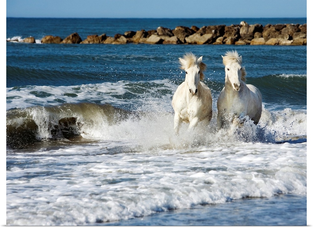 Large photograph showcases a couple solid-hoofed mammals with flowing manes galloping through the crashing surf of a sandy...