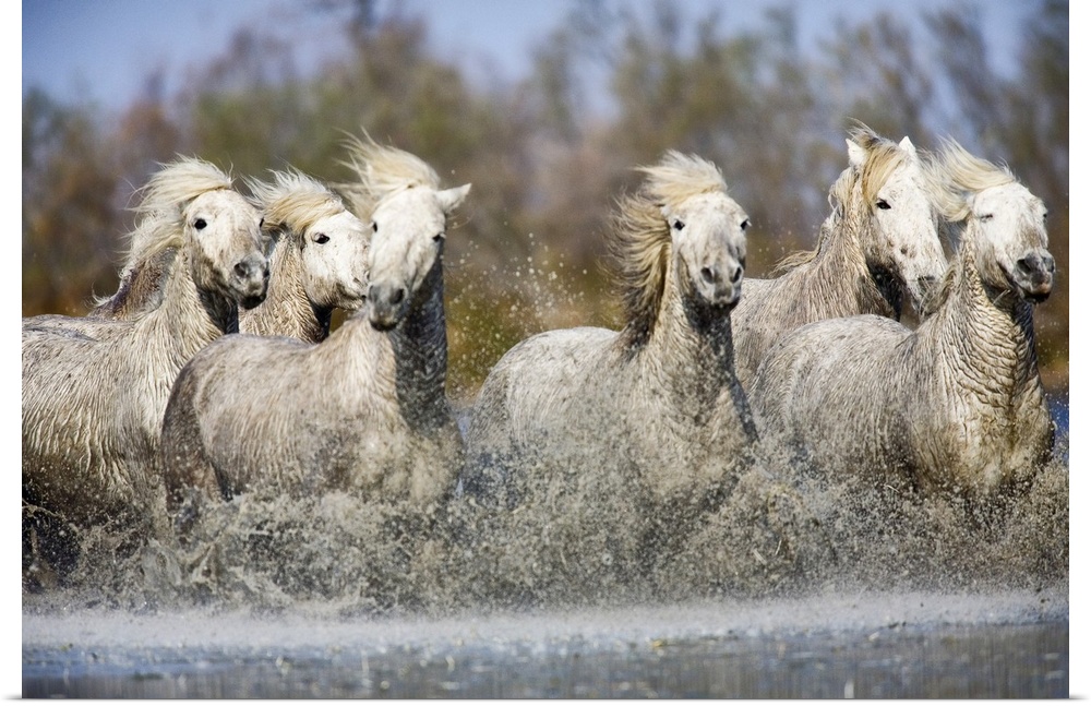 Photograph of wild horses running through river with forest in the background.
