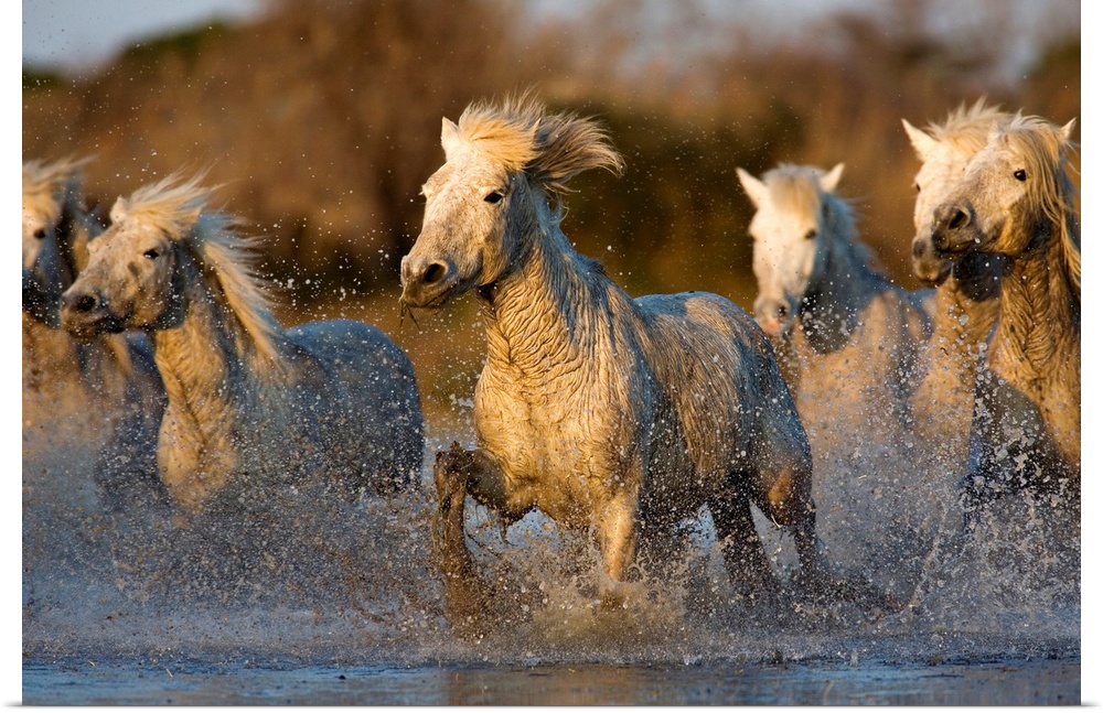 Huge photograph includes six horses as they gallop and splash through a body of water while the sun begins to set.  The sh...
