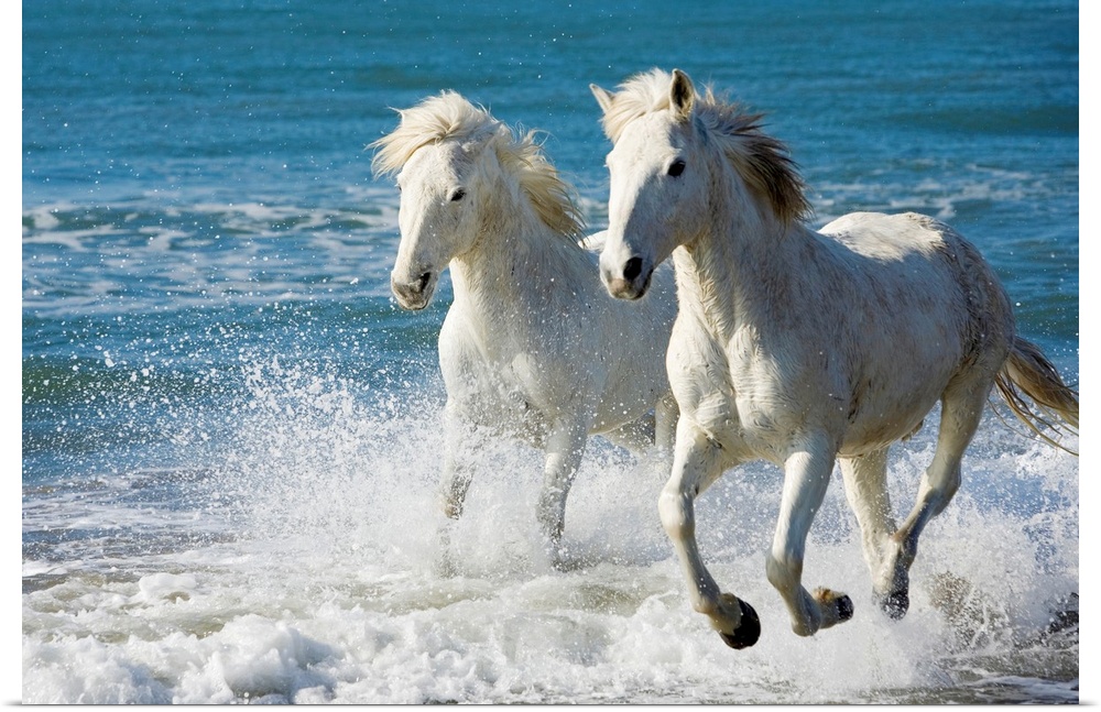 Giant photograph of two Camargue horses galloping along the edge of the ocean on a beach in South France.