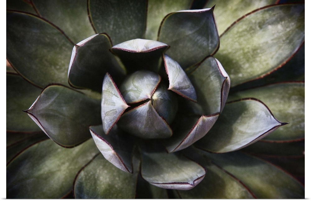 Close up of an Agave