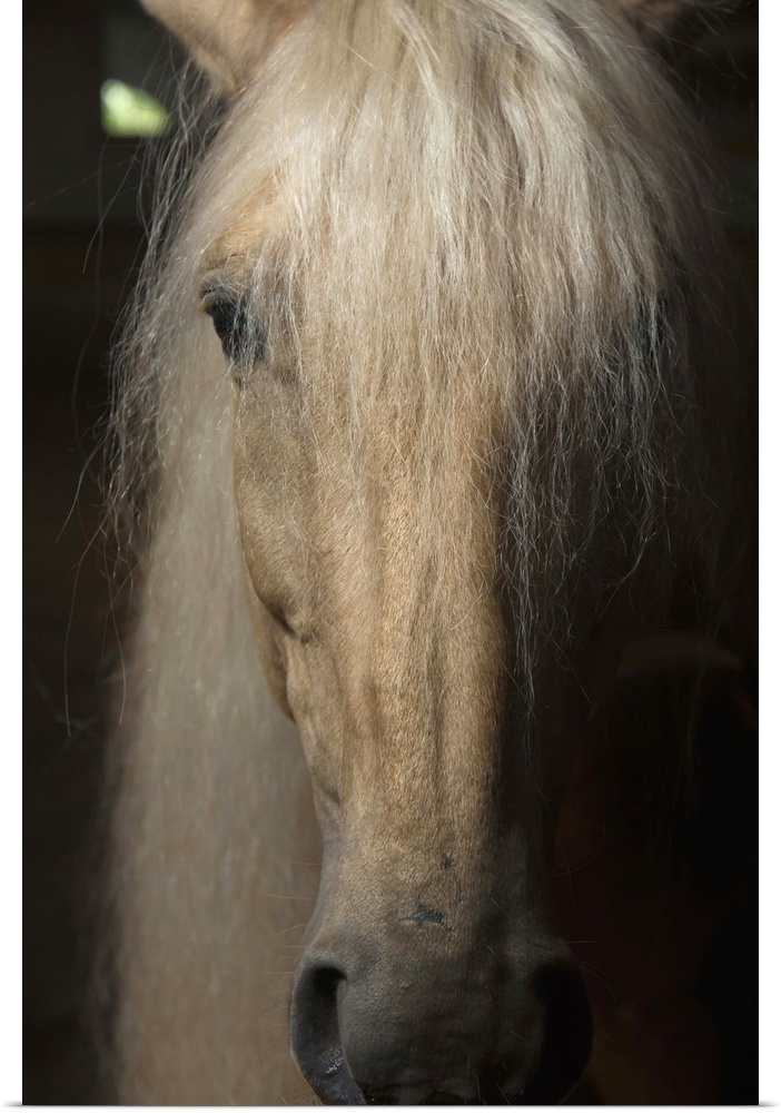 Close up portrait of a light colored long haired horse in France.