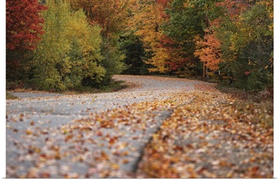 Country Road With Fall Color  In Acadia National Park
