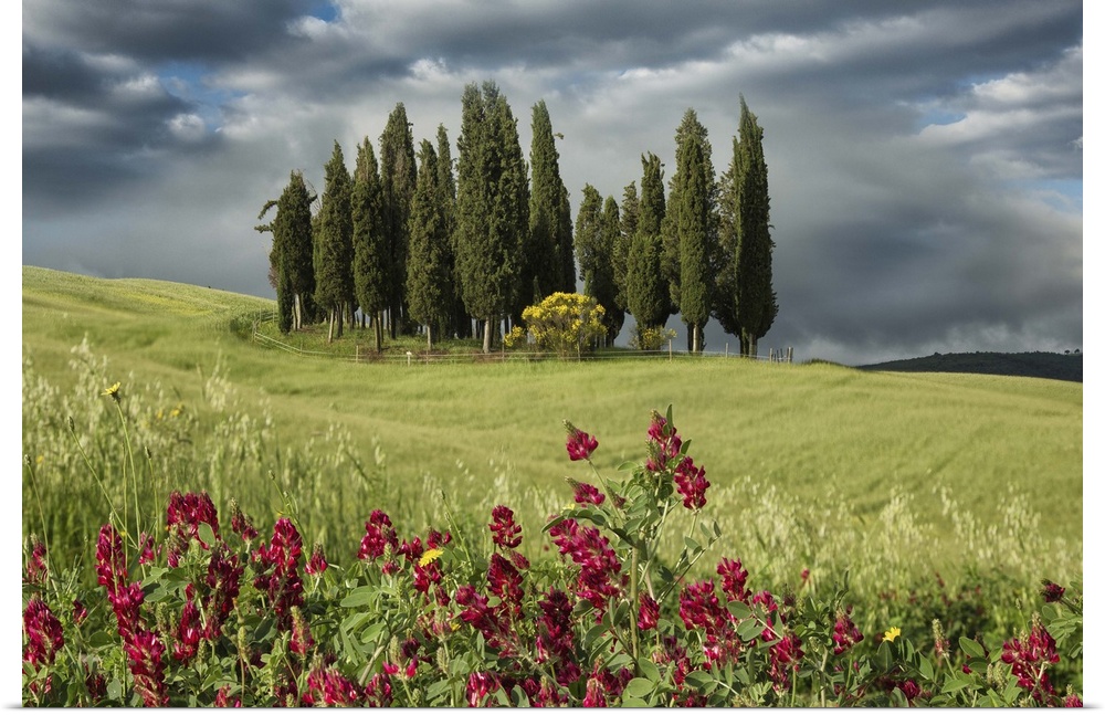 Cypress trees in the Tuscan countryside.