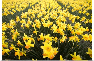 Daffodil fields, Amsterdam, Netherlands