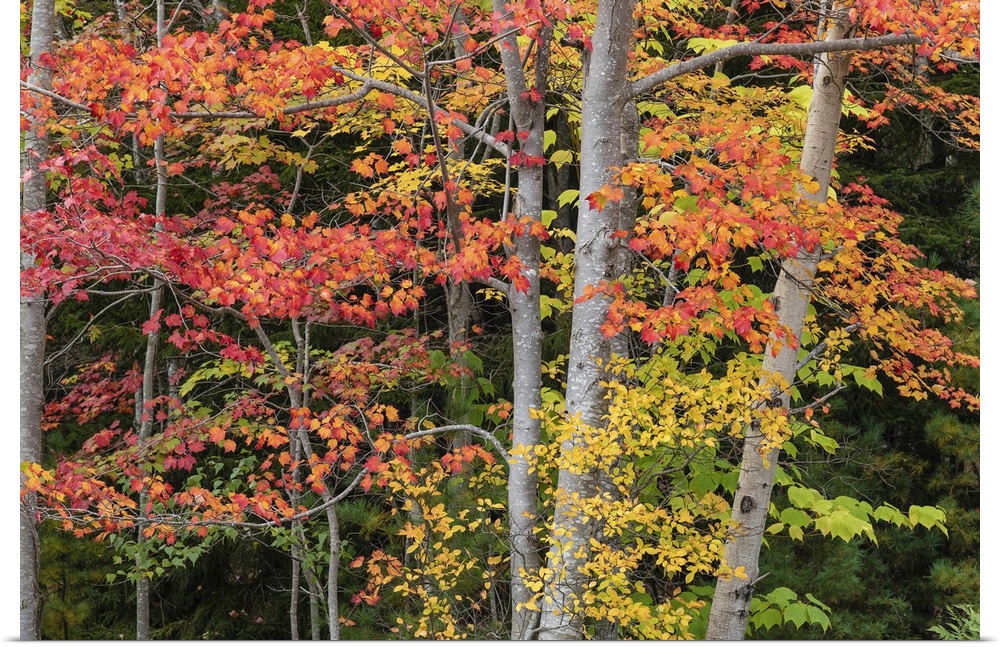 Fall color in Acadia National Park.