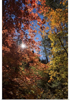 Fall color in Sedona, Arizona