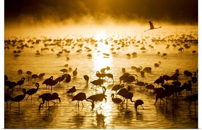Flamingos in water at sunrise, Lake Nukuru, Kenya, Africa
