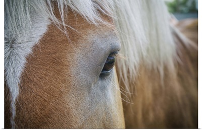 Horse close up in the Palouse, Washington