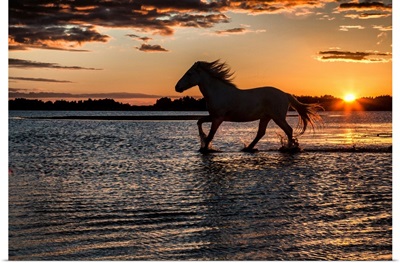 Horse in silhouette running in the ocean in France