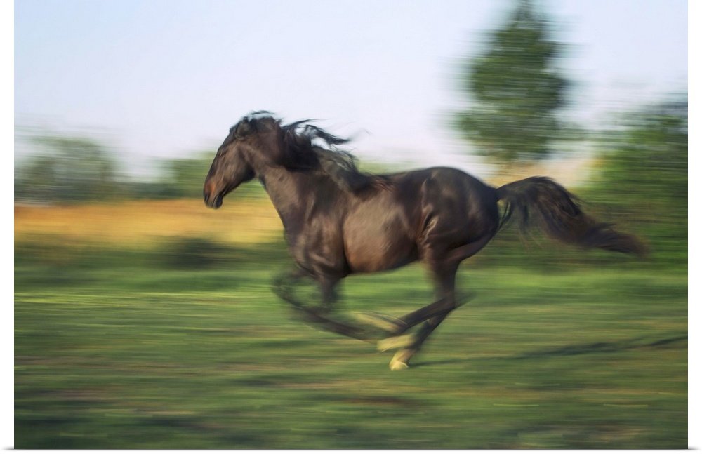 Horse running at full speed in the south of France