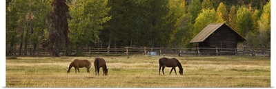 Horses in Jackson Hole, Wyoming