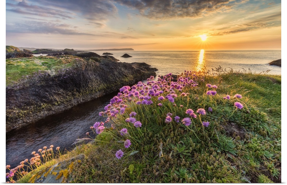 Sunset and flowers on the coast of Ireland.
