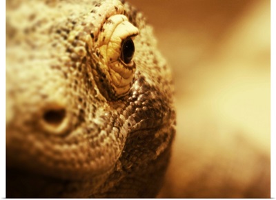 Komodo Dragon close up