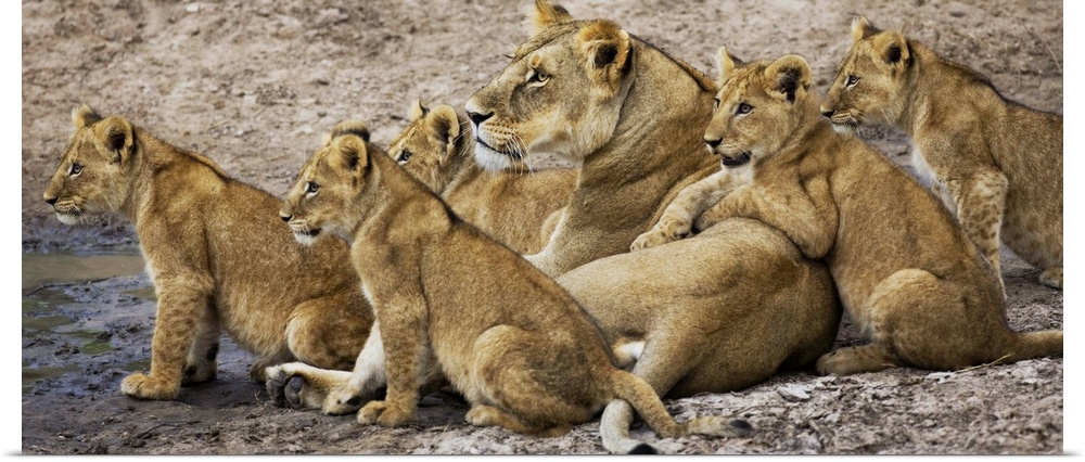 Lioness and her cubs by the water in Kenya