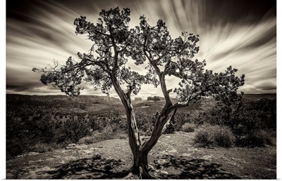 Lone tree at sunset in Sedona, Arizona