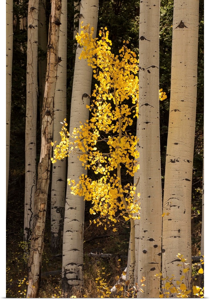 Lone yellow Aspen tree in the forest of Flagstaff, Arizona.