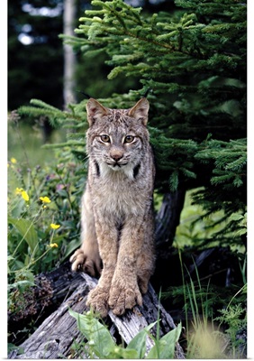 Lynx in the woods of Wyoming
