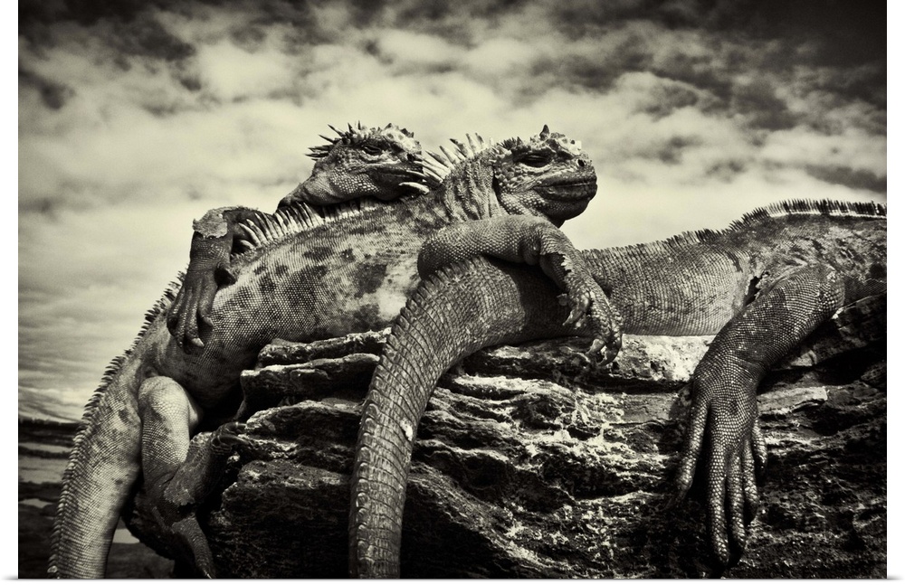 Marine Iguanas by the water, Galapagos Islands, Equador