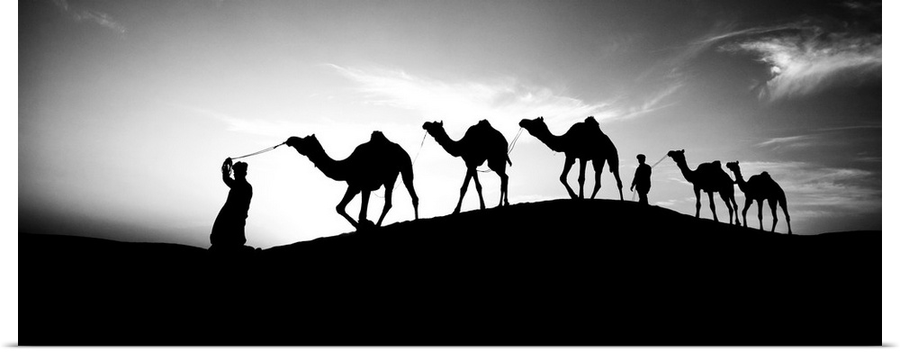 Men walking camels through the desert in India