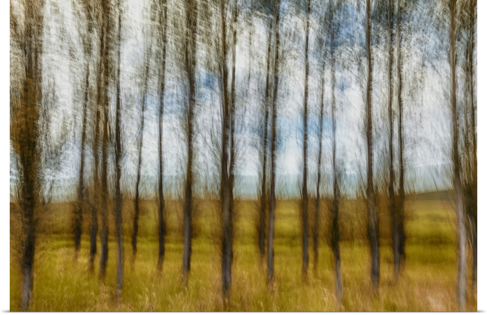 Motion blur of beautiful grove of deciduous trees.