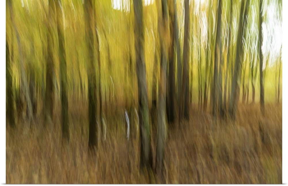 Motion blur of trees in Acadia National Park