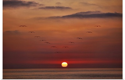 Ocean Birds at Sunset