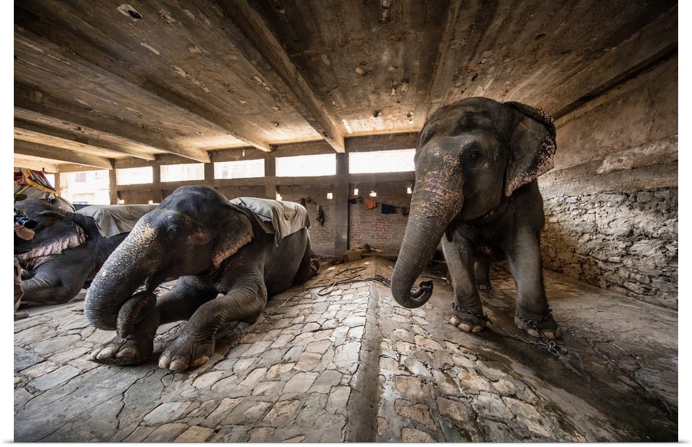 Painted elephants in their sleeping area in Jaipur, India.