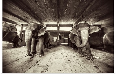 Painted elephants in their sleeping area in Jaipur, India