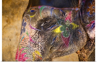 Painted Indian elephant, Rajistan, India