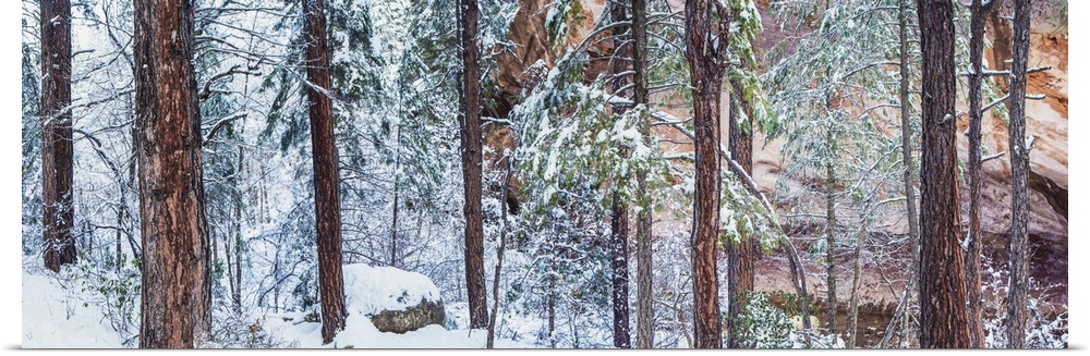 Pine trees and red rocks in the snow in Arizona
