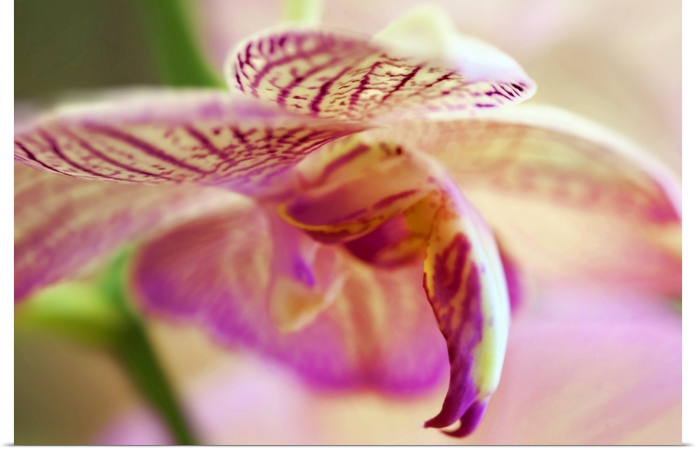 Oversized, close up photograph of the petals on a vibrant orchid.  The image becomes out of focus as you move toward the b...