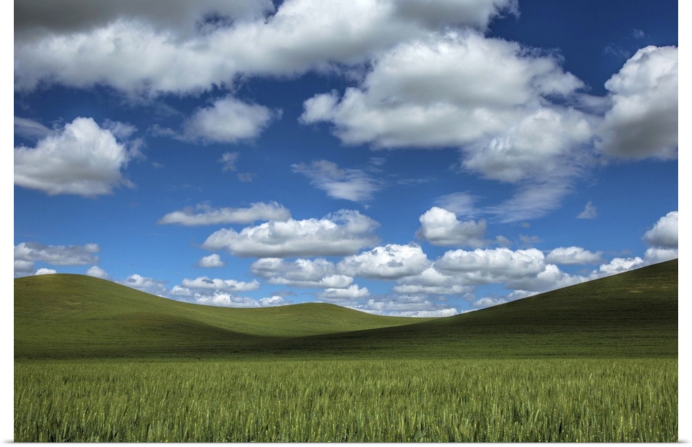 Powerful clouds and green wheat fields in the Palouse