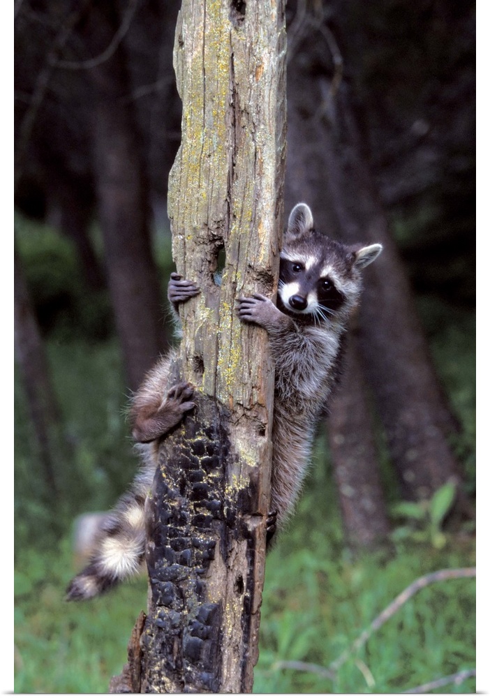 Racoon Up a Tree