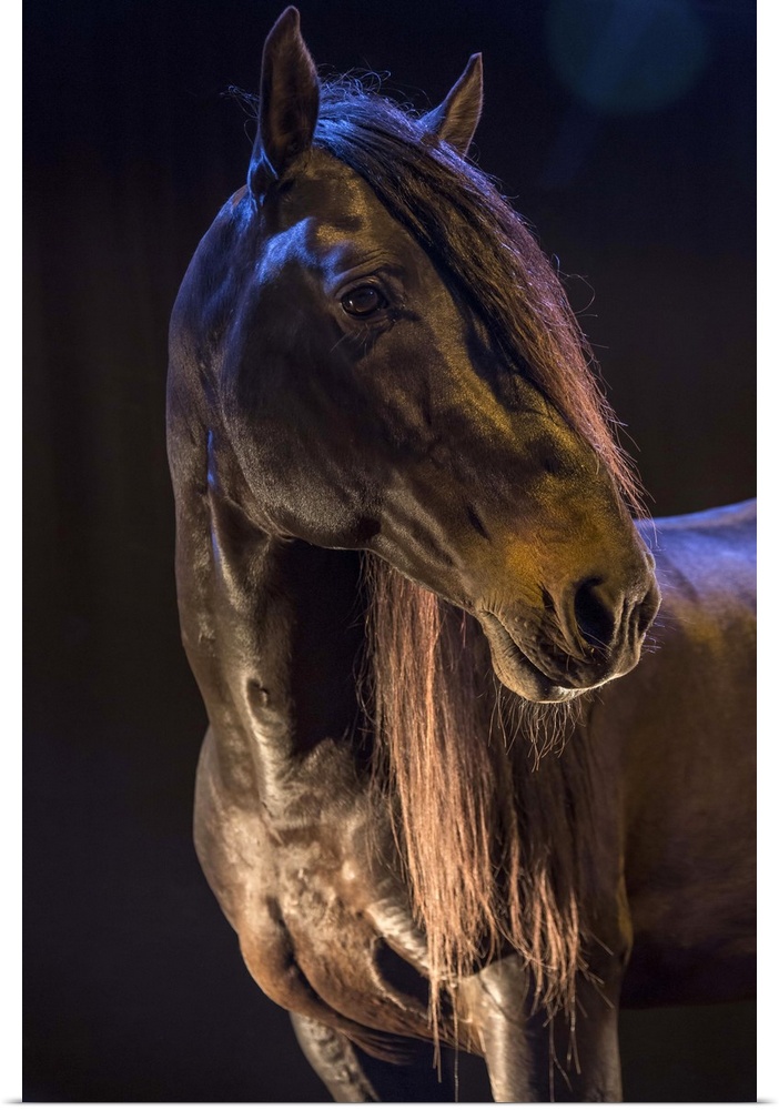 Rare show horse in the Camargue region in the south of France