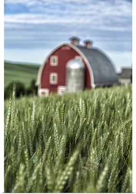 Red barn and green wheat fields in the Palouse, Washington