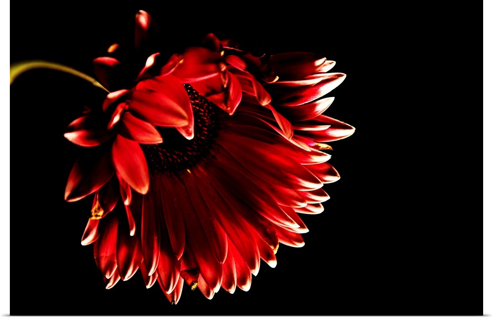 Red gerber daisy with black background