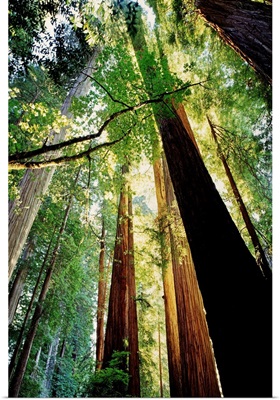 Redwoods at Sunrise, Jedediah Smith Redwoods State Park, California