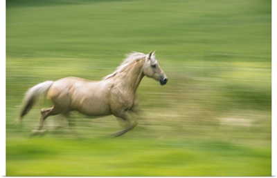 Running horse on a farm in the Palouse, Washington