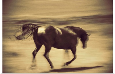 Running horse on a farm in the Palouse, Washington
