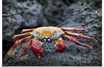 Sally Lightfoot crab on the rocks, Galapagos Islands, Equador