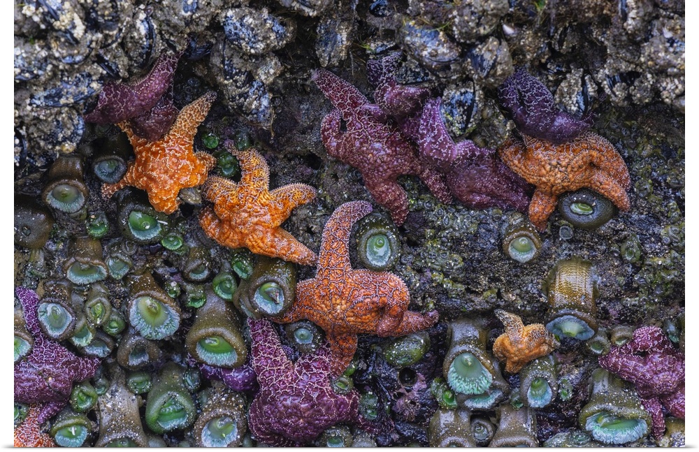 Starfish in Bandon on the Oregon Coast