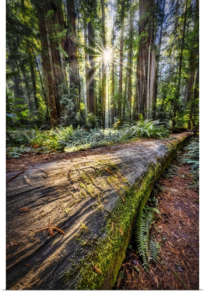 Sun rays at sunrise in Jedediah Smith Redwood Forest.