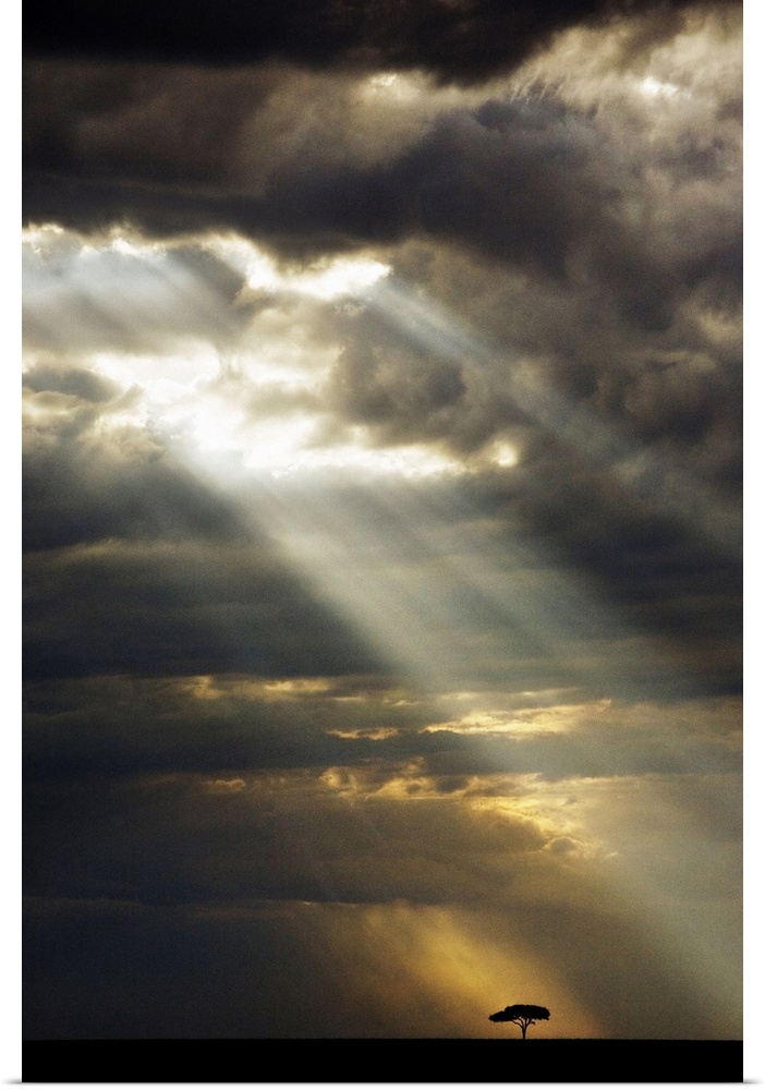 Vertical panoramic photograph of tree silhouette under a dark cloudy sky with sunrays breaking through.
