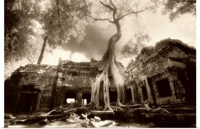 Ta Phrom temple, Angkor Wat temple, Cambodia